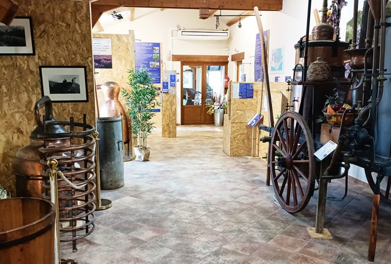 Maison de la Lavande Ardèche / Producteur-Distillateur & Musée à Saint-Remèze - 16